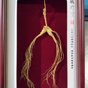 Wild Changbai Mountain Ginseng 20-year root