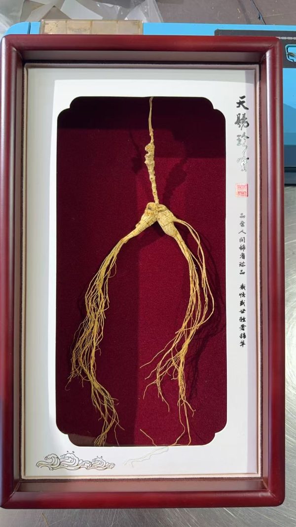Wild Changbai Mountain Ginseng 20-year root