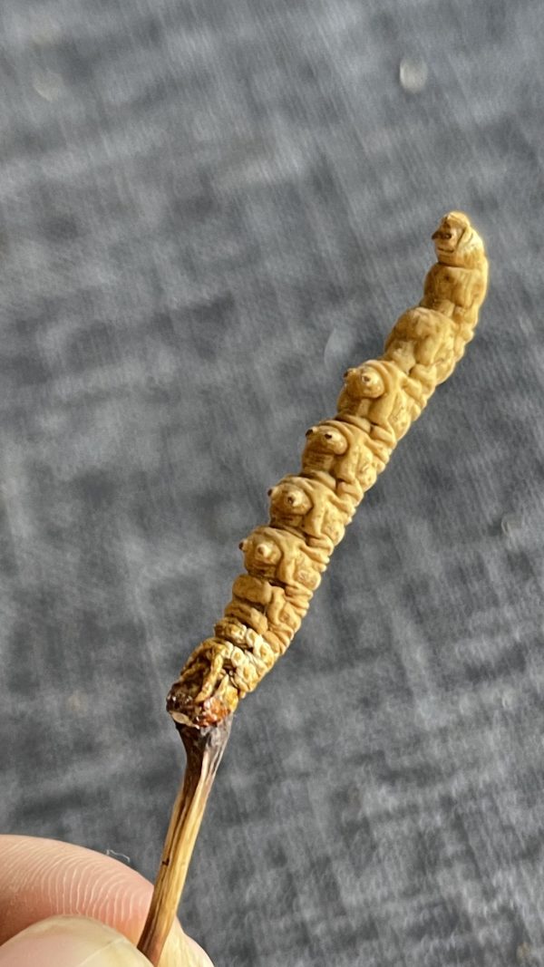 Cordyceps-10g(6 pieces per gram) - 图片 4