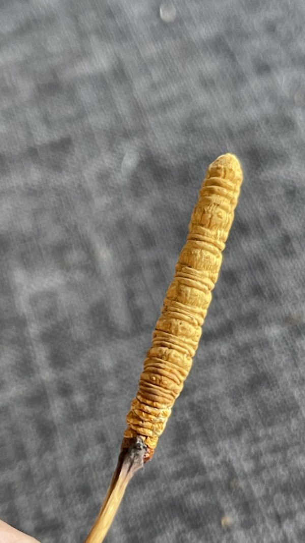 Cordyceps-10g(6 pieces per gram) - 图片 3
