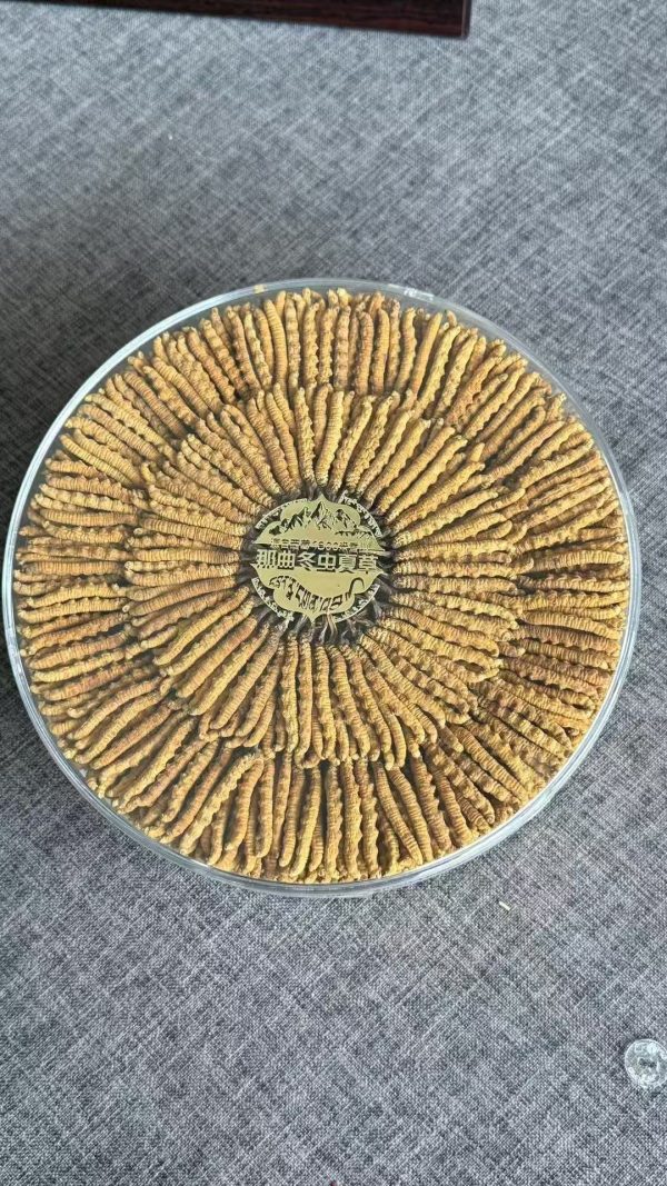 Cordyceps-10g(6 pieces per gram) - 图片 2
