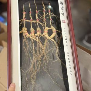 5 Pieces per Box-Wild Changbai Mountain Ginseng 15-year