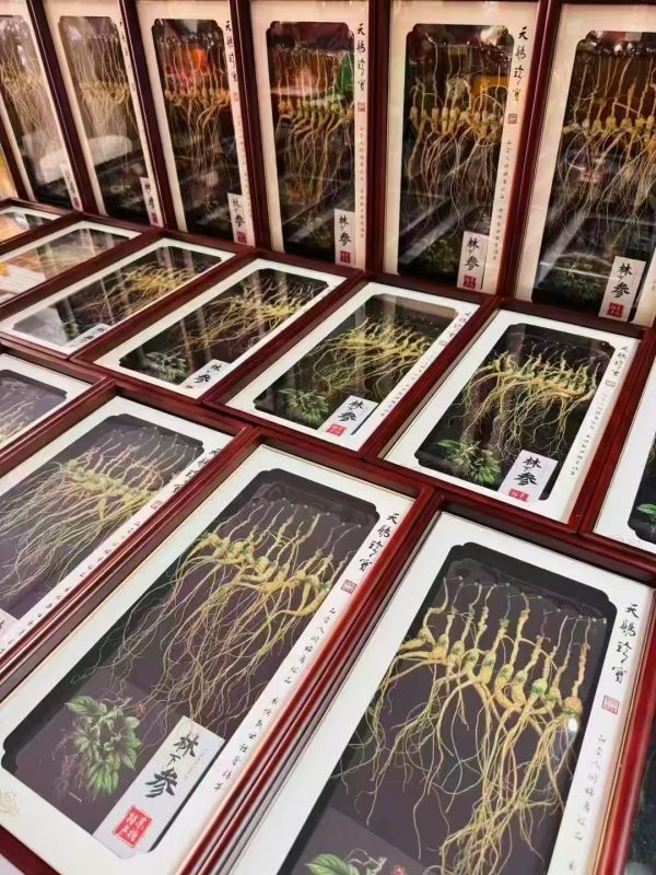 5 Pieces per Box-Wild Changbai Mountain Ginseng 15-year - 图片 3