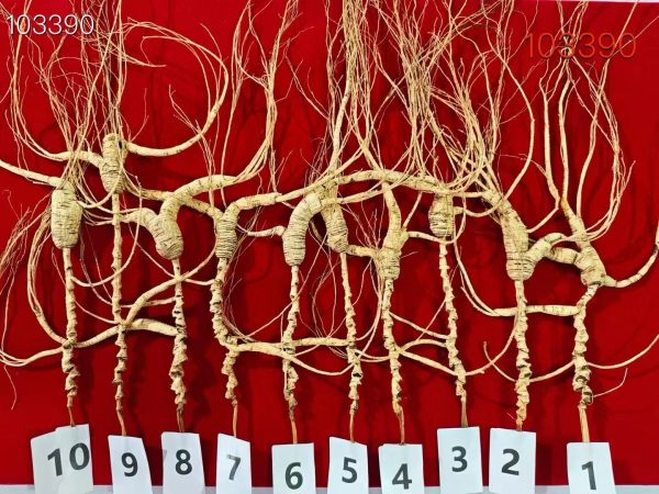 5 Pieces per Box-Wild Changbai Mountain Ginseng 15-year - 图片 2