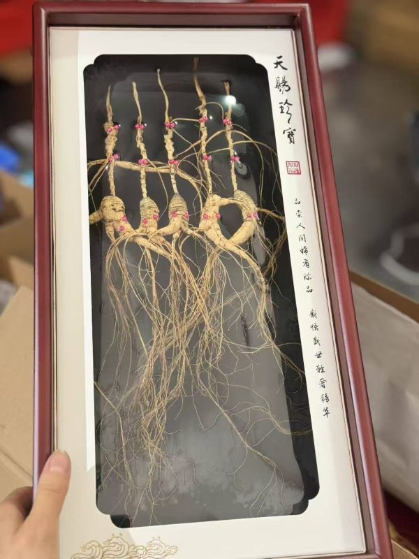 Wild Changbai Mountain Ginseng 15-year root